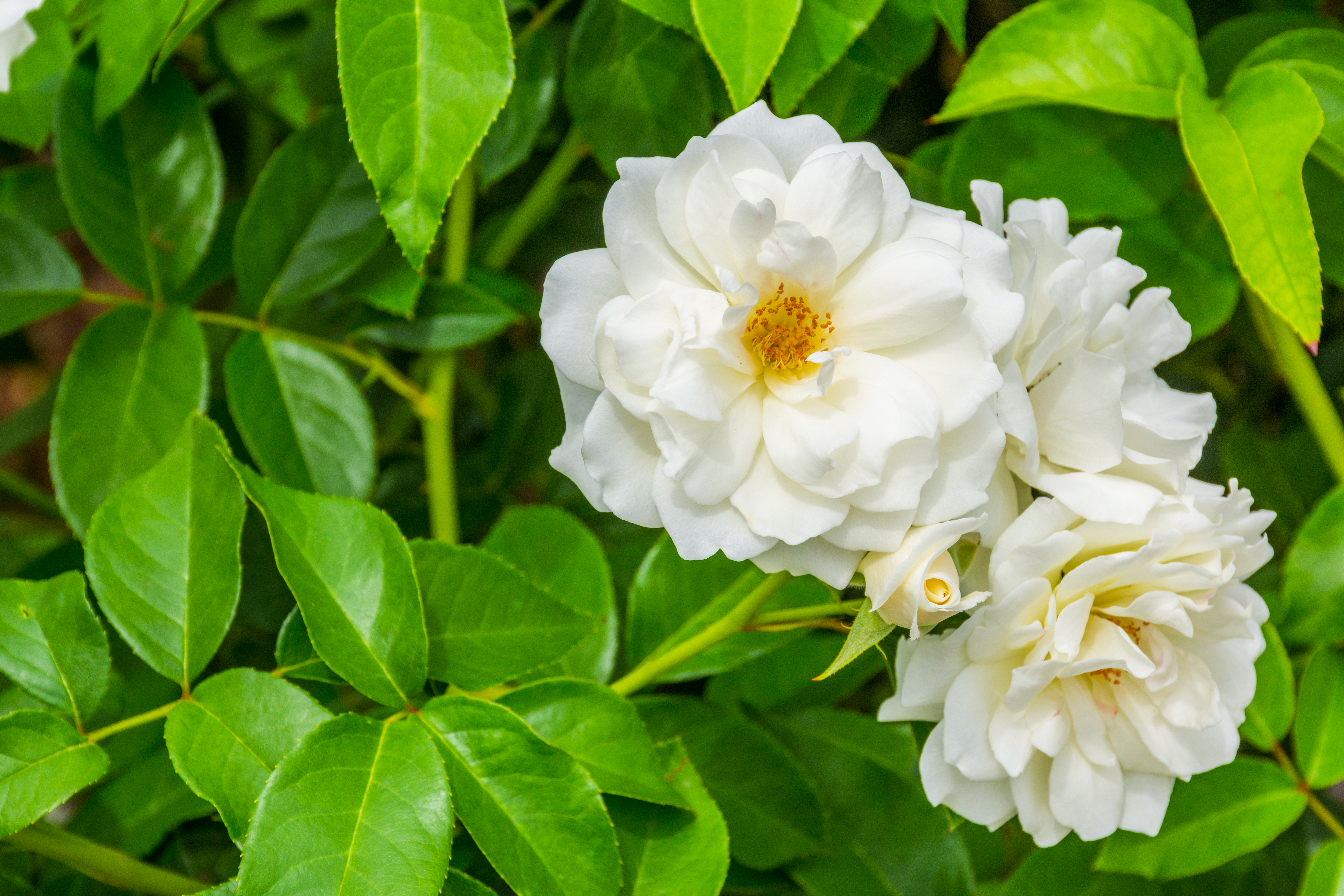White field roses growing in a bush