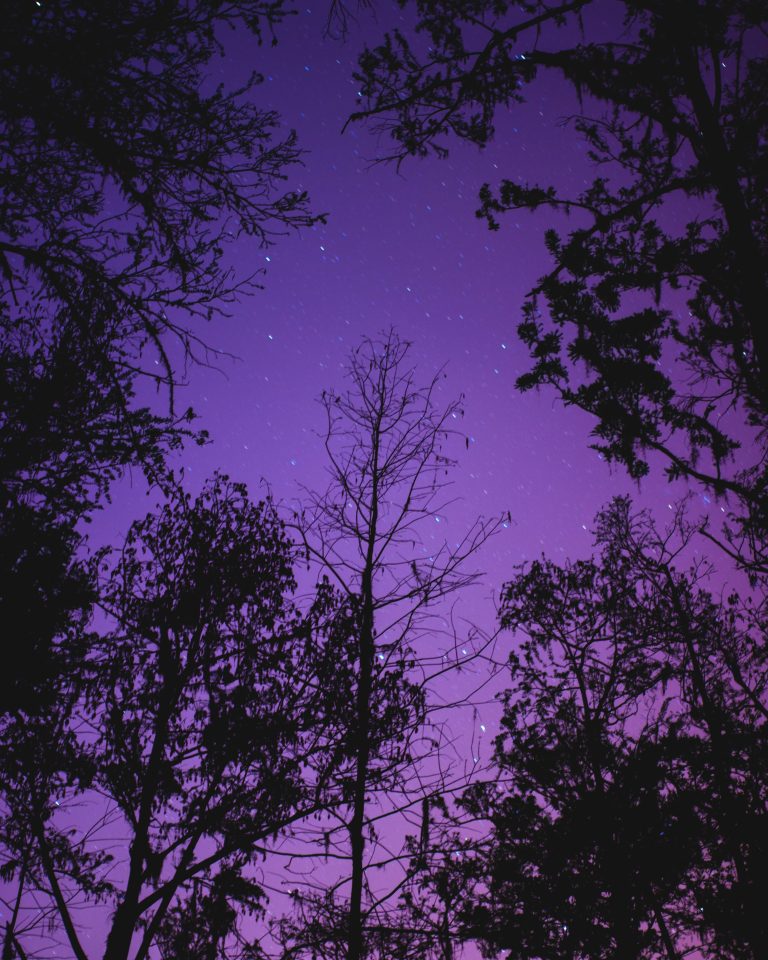 Stars in the sky through the trees