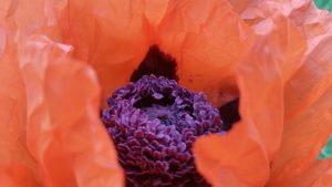 Poppy core