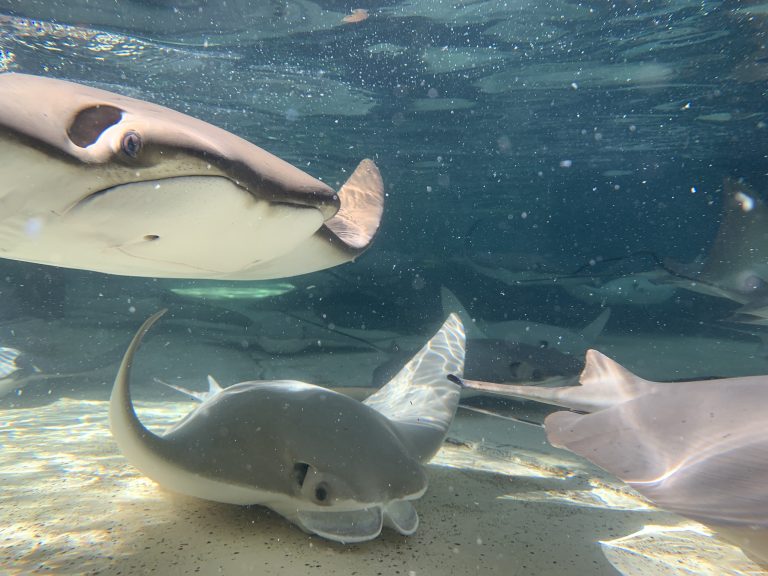 Stingrays in clear water