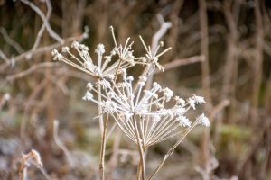 Frosted plant