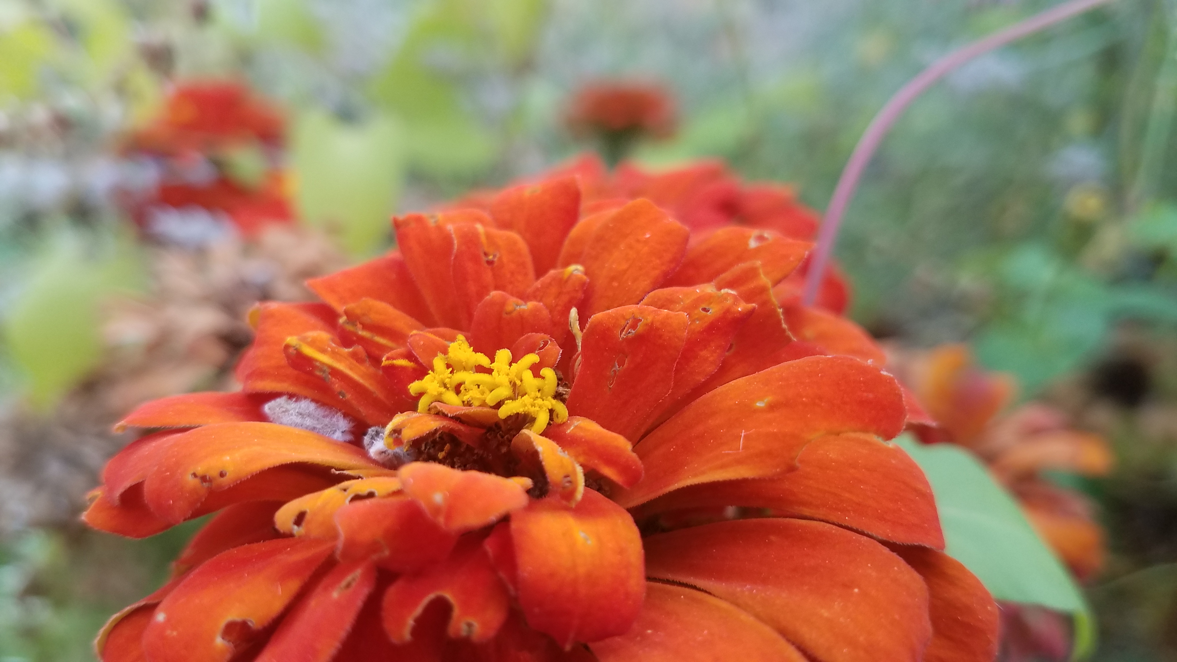 Red flower with snow on it