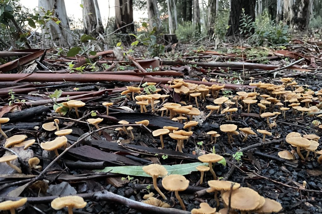 Mushrooms at Jack London State Park