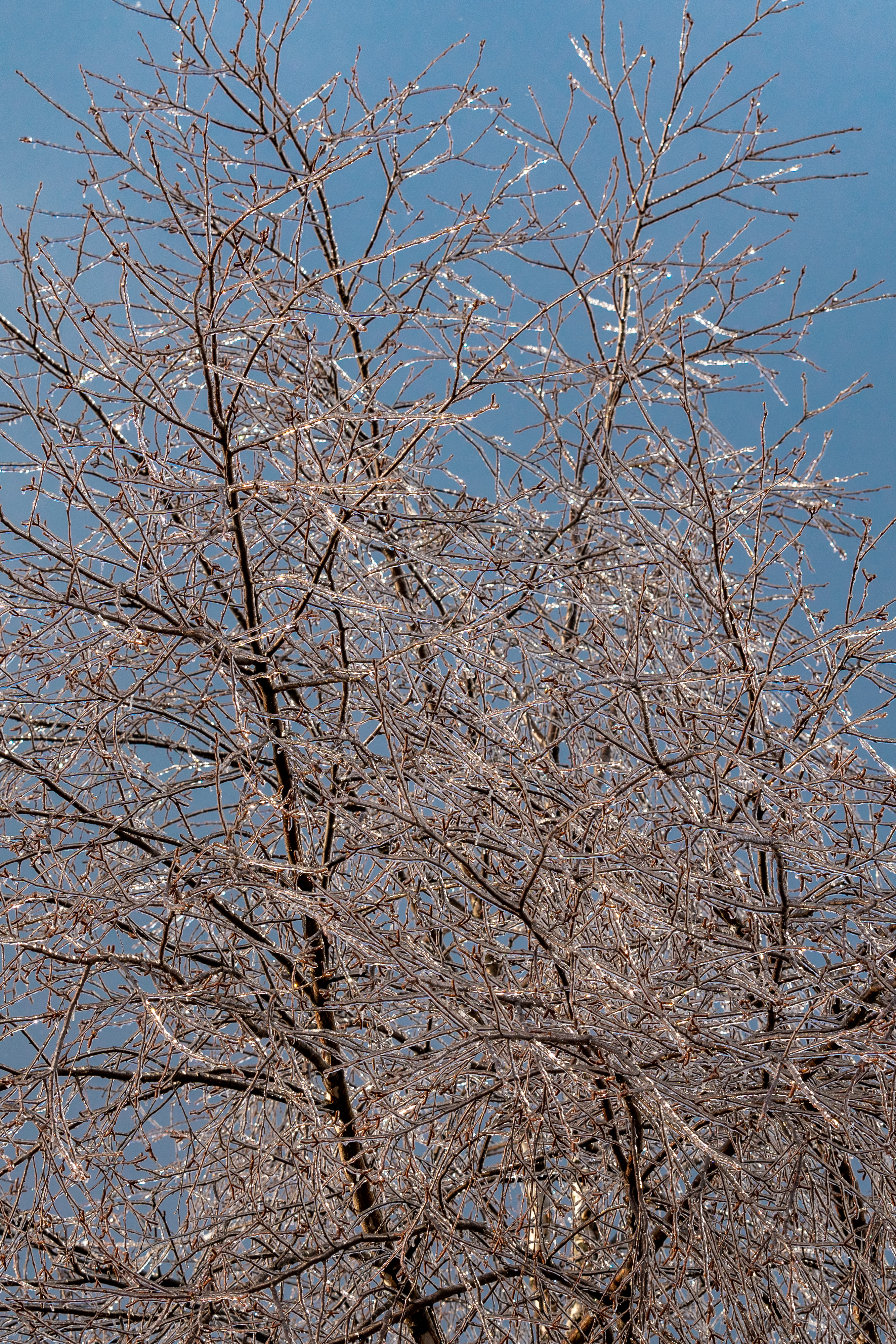 Ice covered tree branches