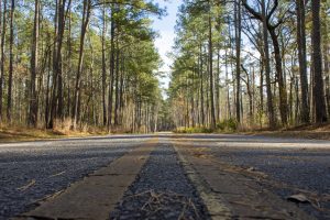 Low angle photo of a road cutting through the woods