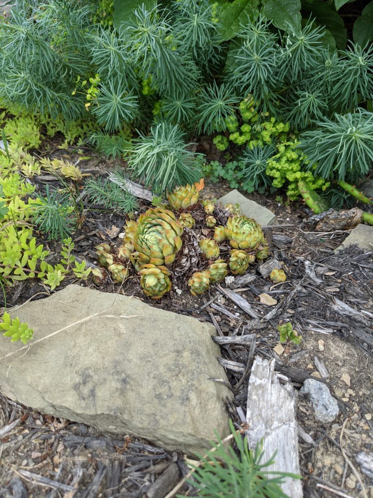 A mix of spiney green plants and some rocks, on the ground.