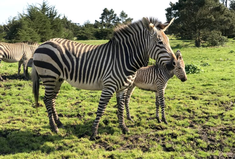 Mother And Baby Zebra