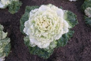 Lettuce Growing In The Ground