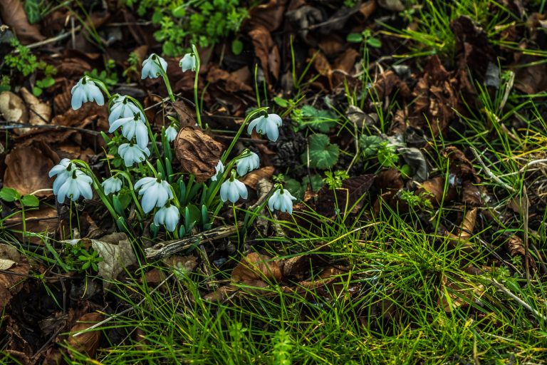 Isolated flowers