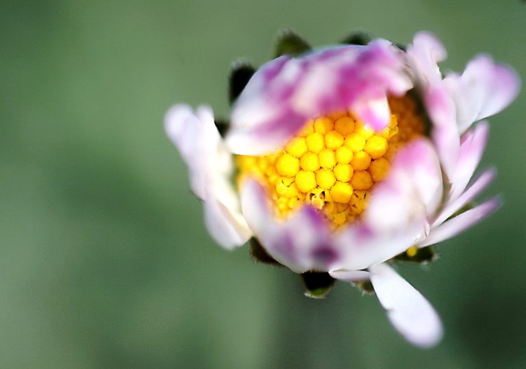 Macro photography of daisy flower