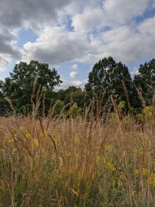 Very tall grass, on a hill in Pittsburgh's Frick Park