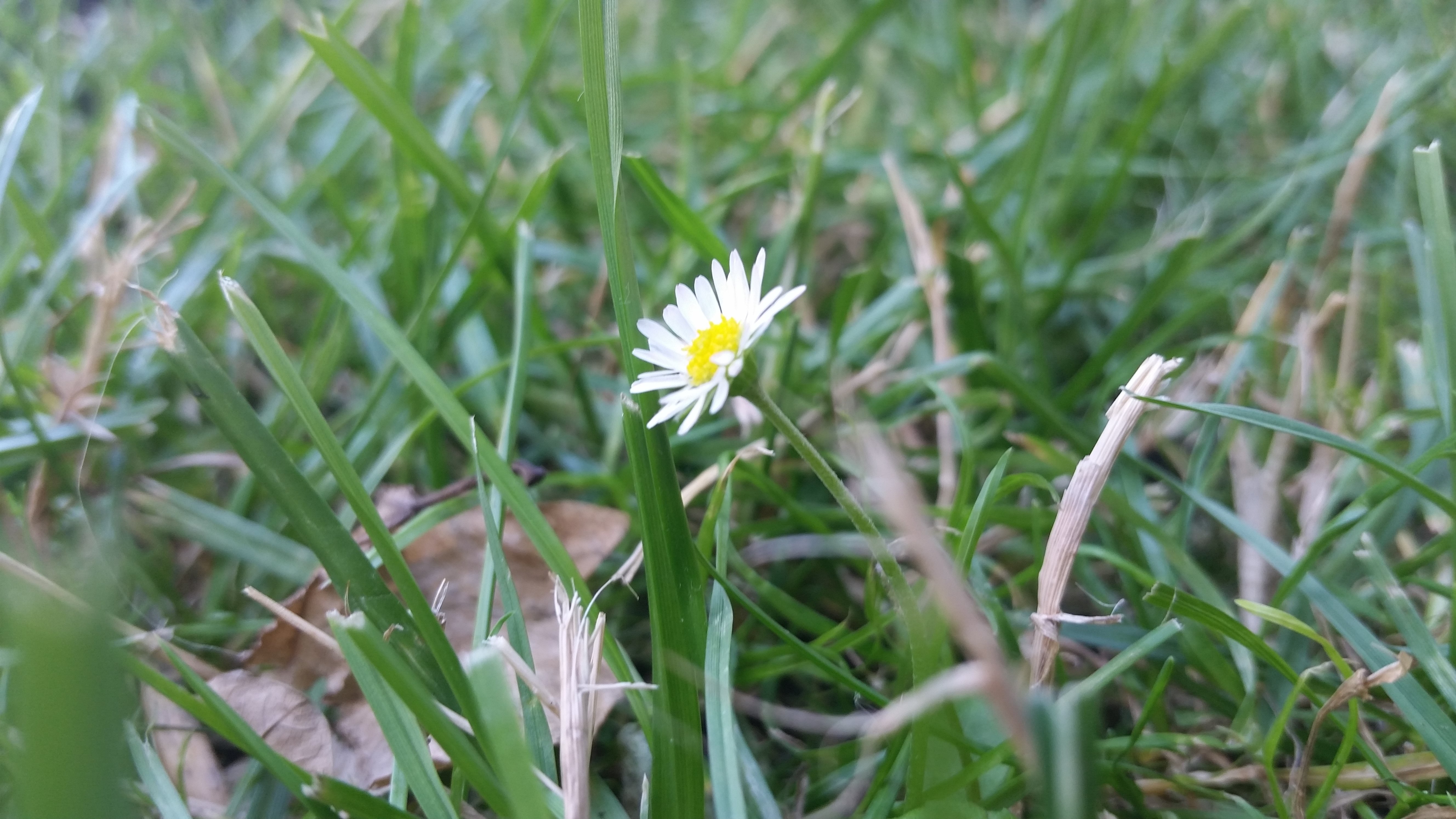 Little white daisy