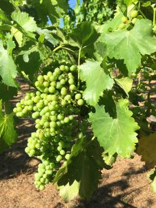 View larger photo: Green Grapes Ripening on The Grapevine In The Sun