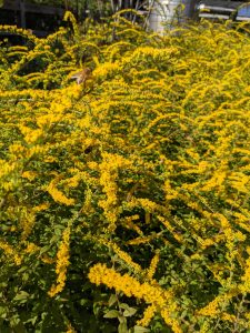 A very yellow bush of flowers with many bees in and around it