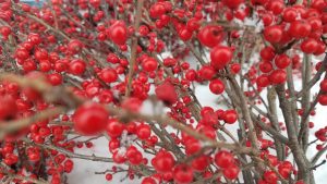 Red berries on branches over snow