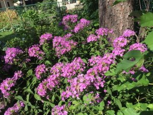 Purple flowers in a garden