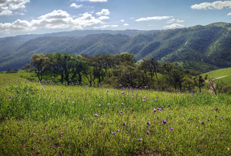 Purple wildflowers overlooking hills of Lake Del Valle