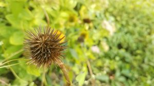 Headless flower