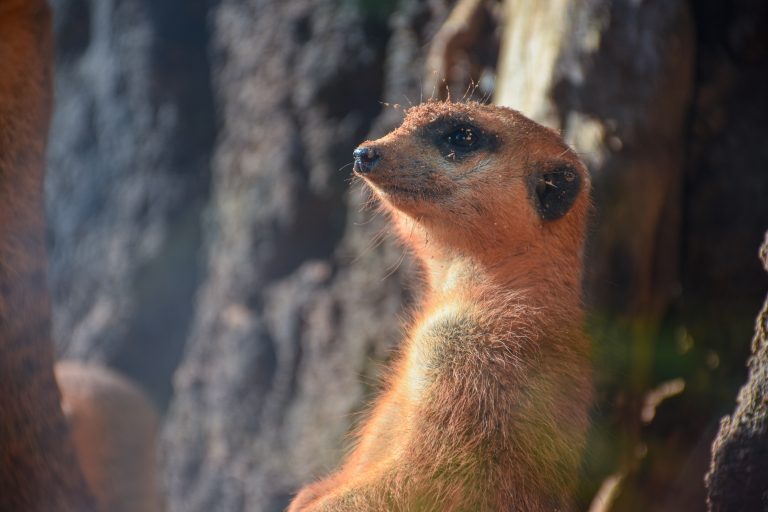 Meerkat looking out for predators