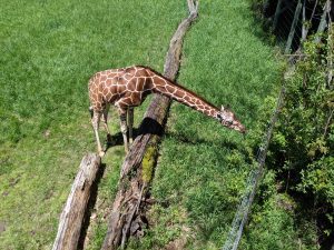 Giraffe streching for food