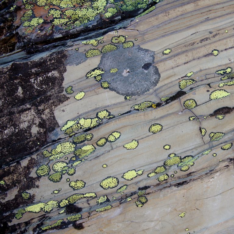 Lichen on a rock