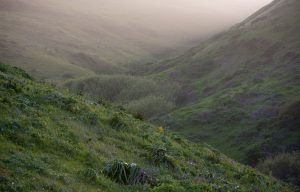 Grassy hills at golden hour, Point Reyes