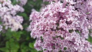 Lilacs