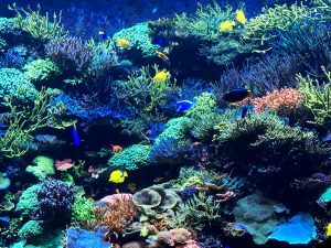 View larger photo: Coral reef and colorful fish from an aquarium