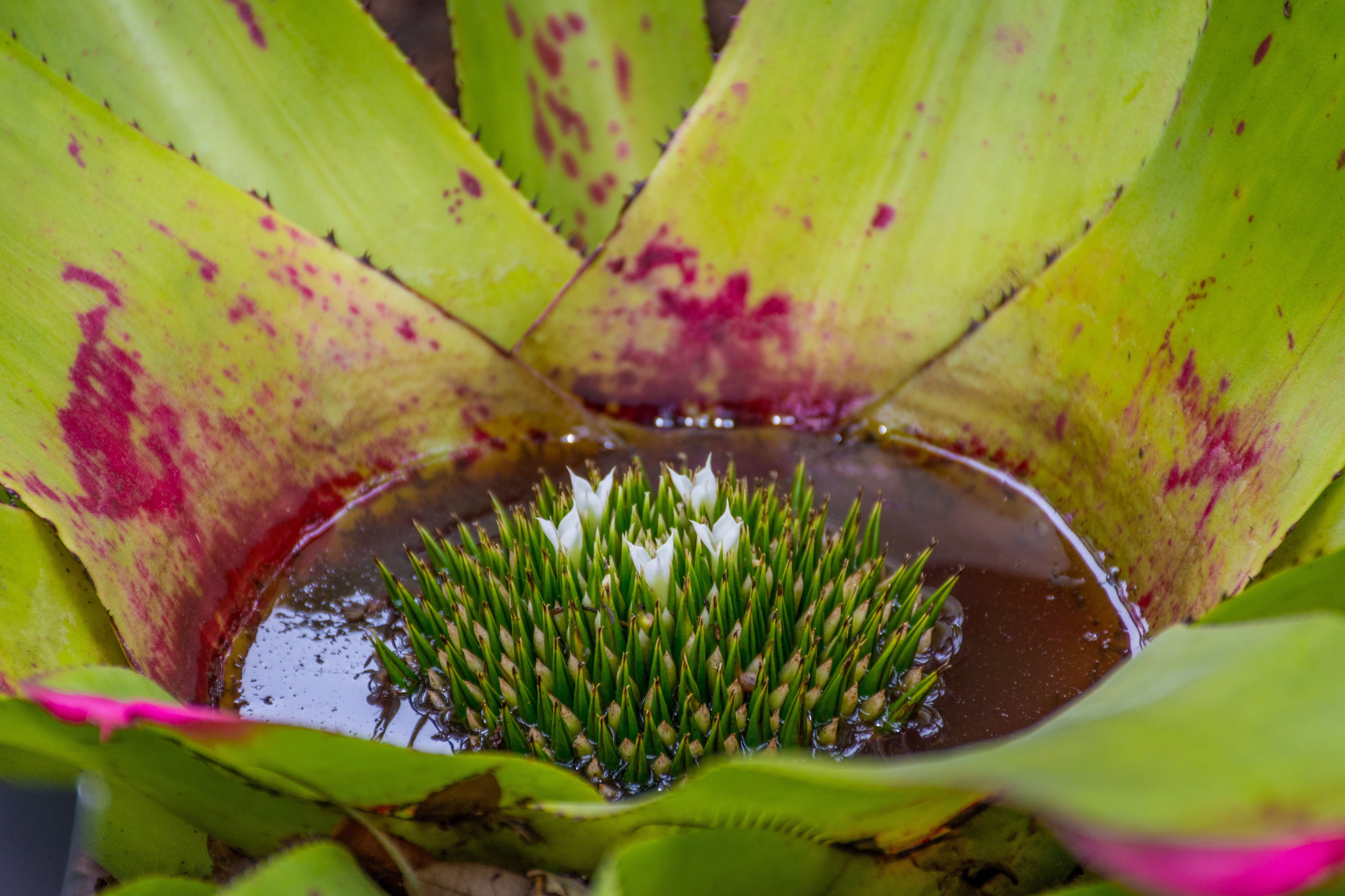 Water pooled inside an aloe plant