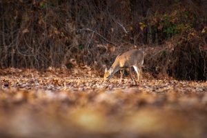 A single deer at the edge of the woods