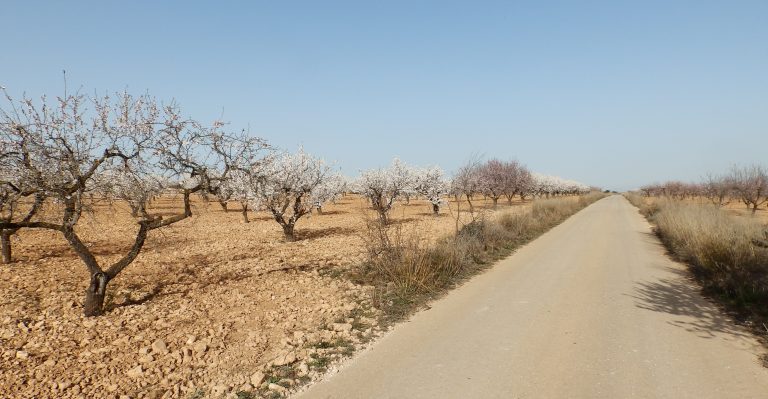 A road to almond field