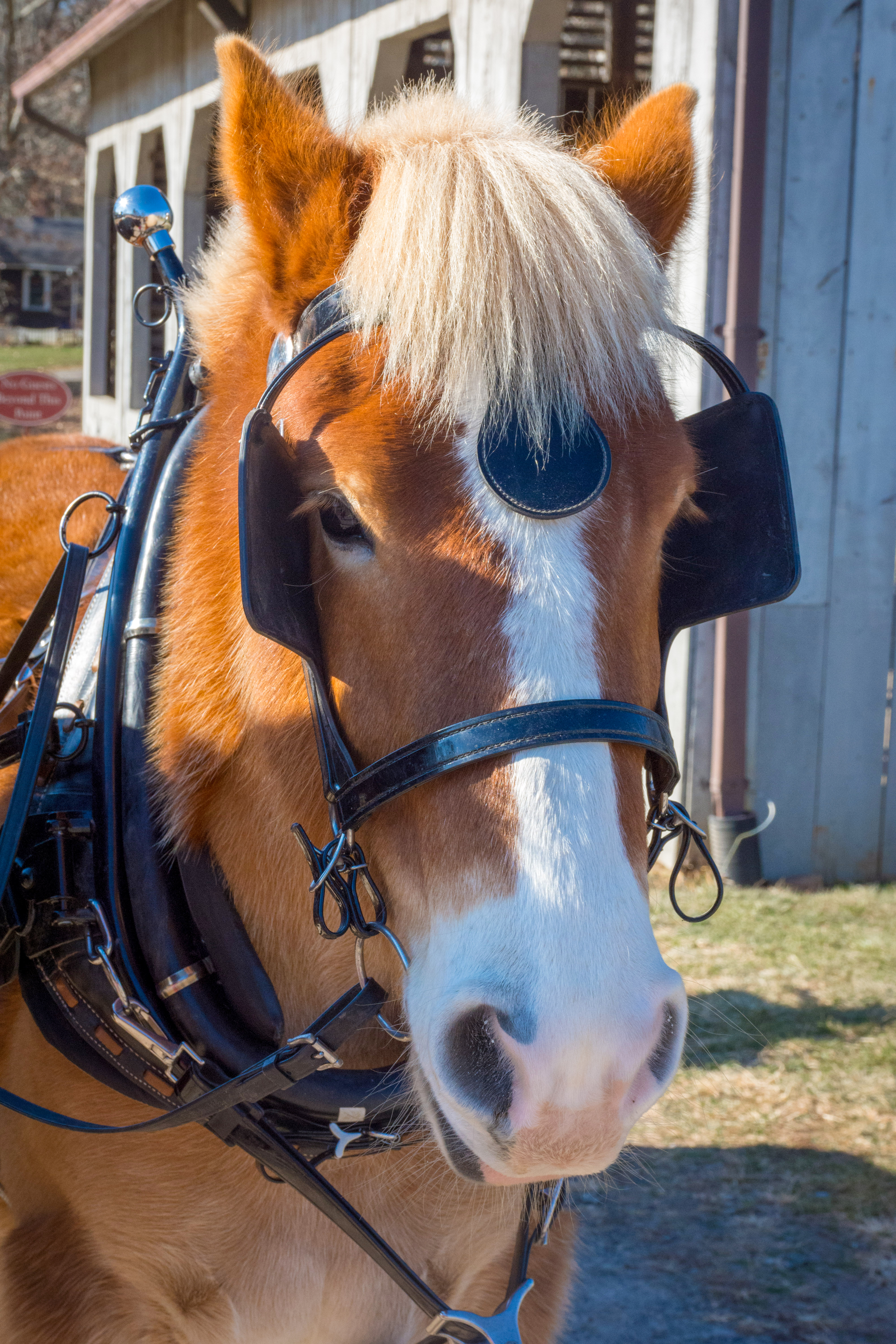 Carriage horse head