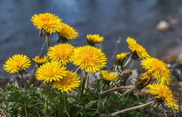 Dandelion