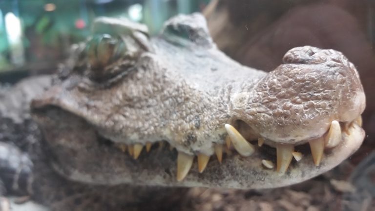 Caiman teeth