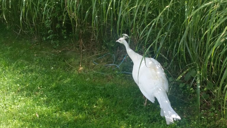 White peahen