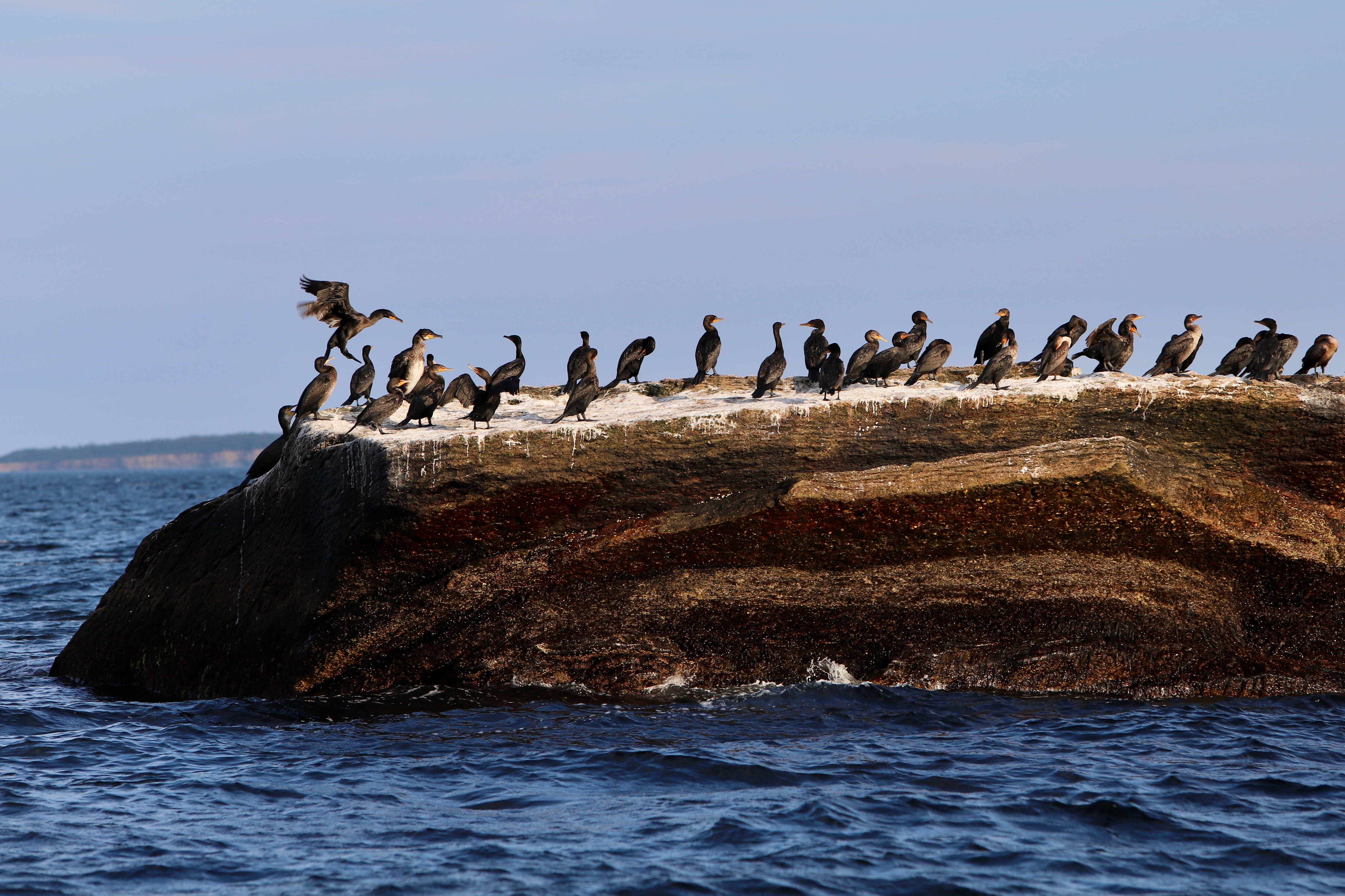 Cormorants in Nova Scotia