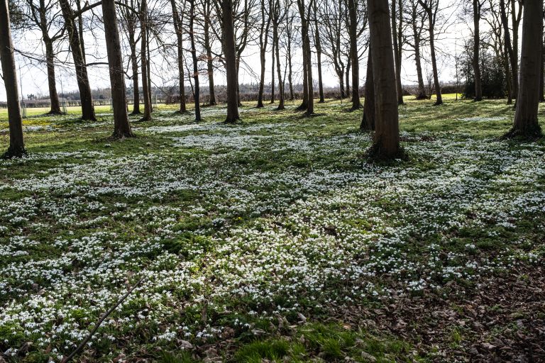 Snowdrops