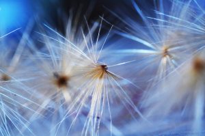 Dandelion seeds macro shot with skewed white balance