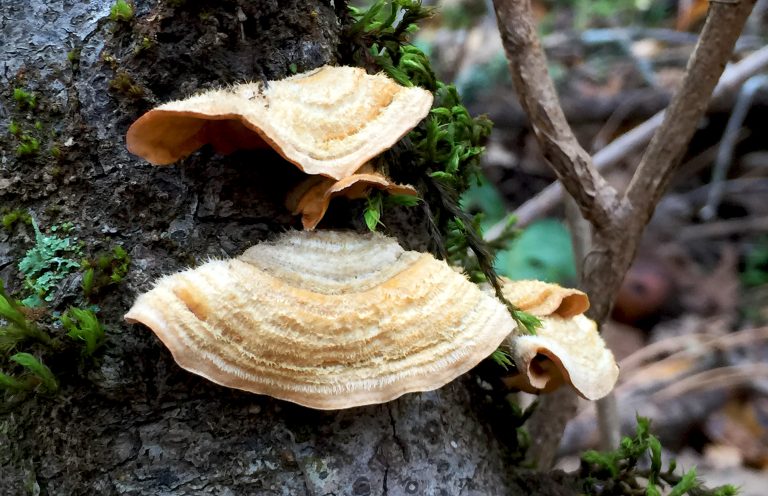 Mushrooms Growing On Tree Trunks In Mossy Forest