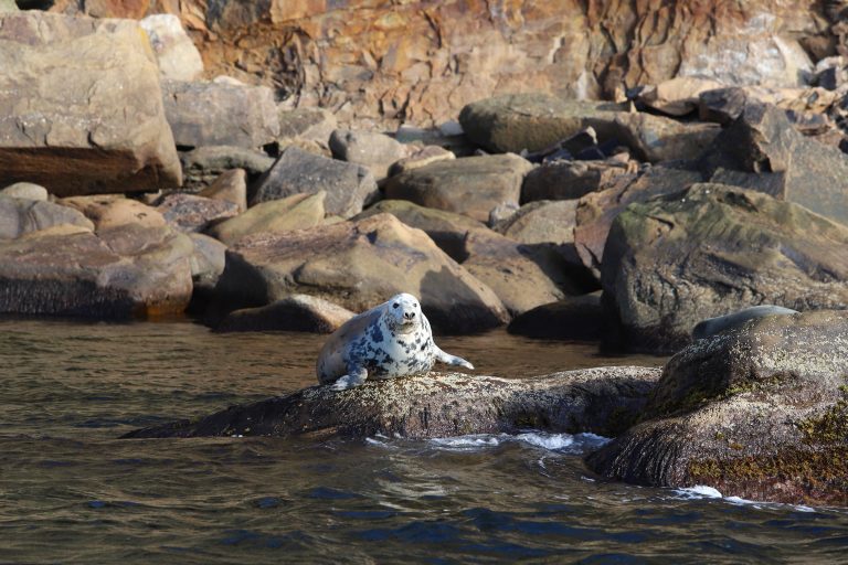 Seal on a rock