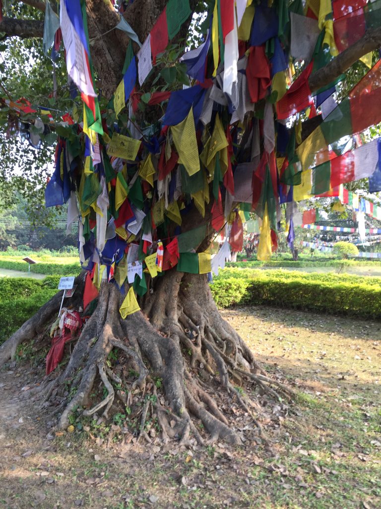 The famous Body tree with prayer flags, Lumbini, Nepal.