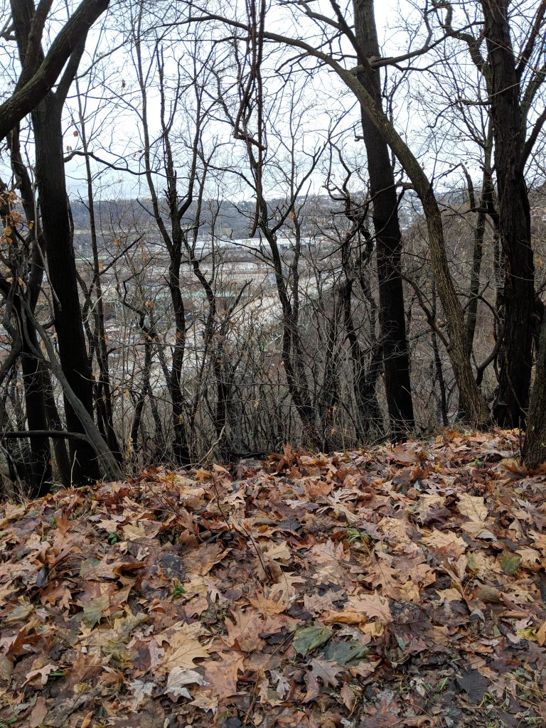 Some brown leaves on the ground, in front of bear trees, with some city in the background. This was taken in Pittsburgh’s Schenley Park