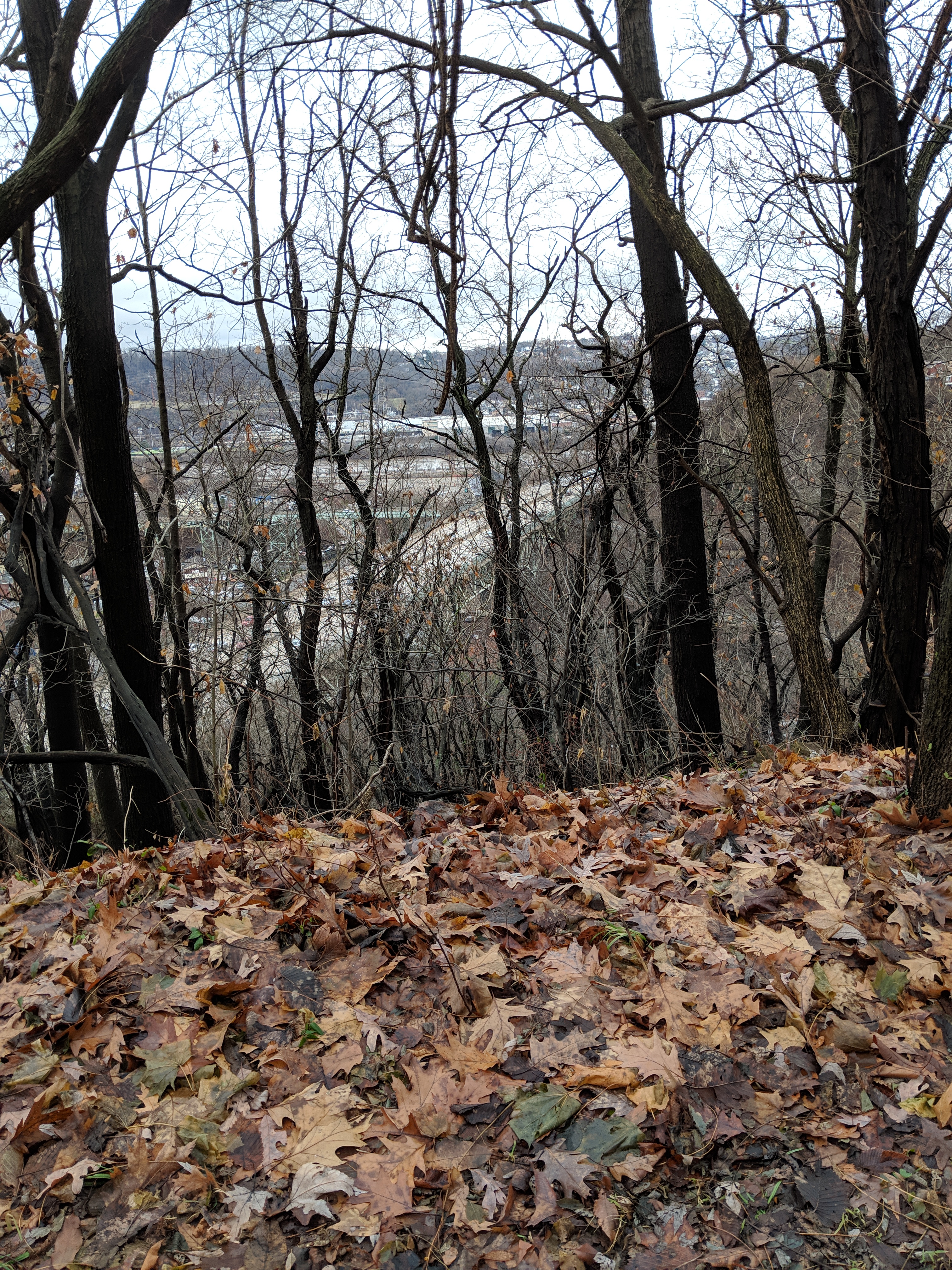 Some brown leaves on the ground, in front of bear trees, with some city in the background. This was taken in Pittsburgh's Schenley Park