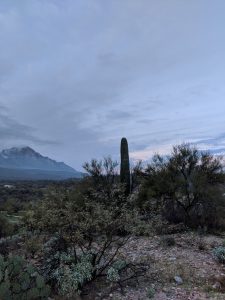 View larger photo: Cacti in the desert at sunrise