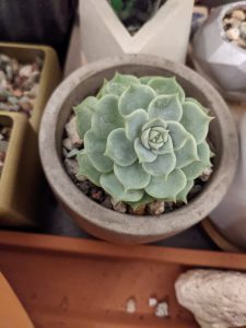 View larger photo: Close up of a very round, light green succulent in a round gray pot