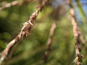 Grass seed beard