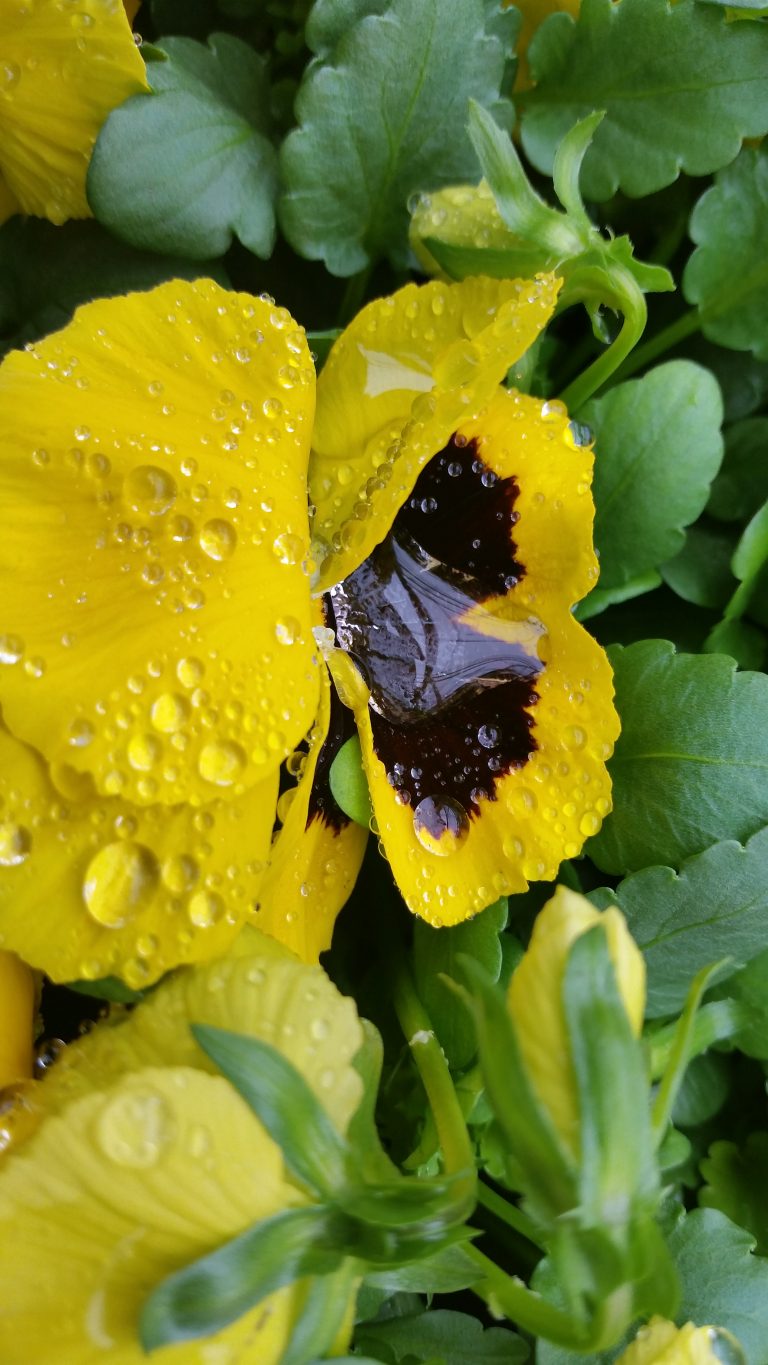 Water on a pansy