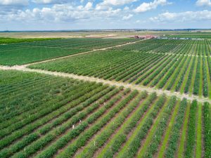 Blueberry fields