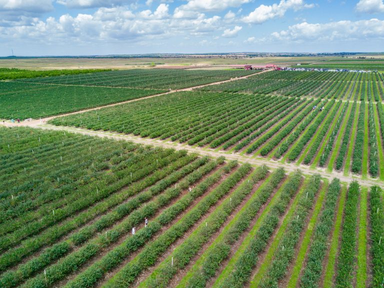 Blueberry fields