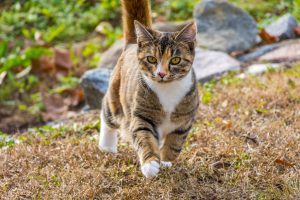 Calico cat walking in the grass